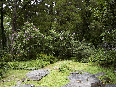 38.FarGardenHibiscusNE